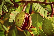 Castanea sativa - kaštanovník