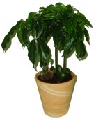 Castanospermum australe Australský kaštan - 2 výhony