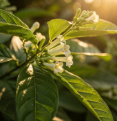 Cestrum nocturnum - Kladivník noční - Noční jasmín (2/2)