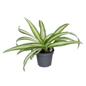 Chlorophytum comosum variegatum - zlatý pavoučinec
