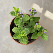 Chřipkovník Plectranthus spp.