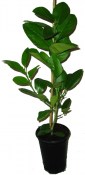 Citradia ''C.P.B. - 39'' - Poncirus
