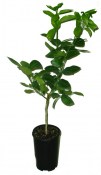 Citradia 
