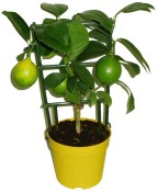Citron roubovaný lemon na kmínku Lara 2.jakost (2/2)