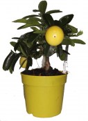 Citron roubovaný Limonella na kmínku (2/2)