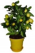 Citroník roubovaný - Lemon - plodí většinu roku 2.jakost (2/3)