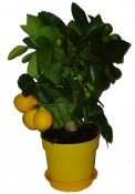 Citroník roubovaný - Lemon - plodí většinu roku 2.jakost (3/3)