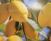 Citrónovník Lemon Amalfitano - RARITA (1/3)