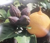 Citrónovník Lemon Carrubaro - RARITA (1/3)