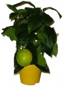 Citronovník Lemon Meyer 