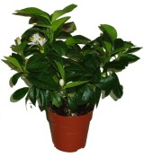 Citronovník Lemon s plody (3/3)