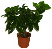 Citronovník Lemon s plody (2/3)