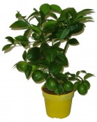 Citronovník Lemon - PREMIUM KVALITY - k obrostení (1/4)