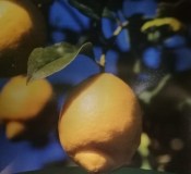 Premium citrónovník Lemon 110 cm (3/3)