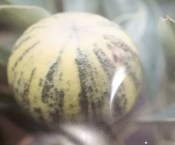 Citrónovník Lemon variegato 2.jakost (1/2)