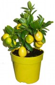 Citronovník Limonela spousty plodů (1/2)
