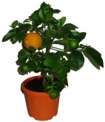 Citronovník Rangpur - Limeta Rossa - 2. jakost 