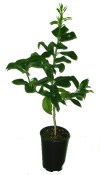 Citrumelo swingle (2/2)
