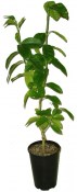 Citrus aurantifolia (Christm.) Swing. 