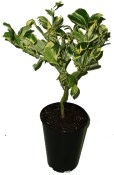 Citrus aurantium 