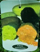 Australasica Finger Lime RARITA 80 - 110 cm (2/2)