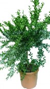 Australasica Finger Lime RARITA 110 - 130 cm