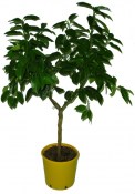 Citrus Bergamot Bergamotte 2.jakost (2/2)