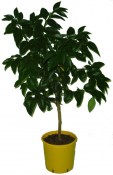 Citrus Bergamot Bergamotte 2.jakost