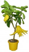 Citrus Budhova ruka 2.jakost č. 3