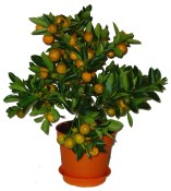 Citrus Calamondin mandarinkovník velký keř 2. jakost (1/2)