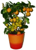 Citrus Calamondin - mandarinkový stromek (2/4)