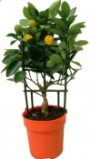 Citrus Calamondin na mřížce premium kvality