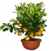 Citrus Calamondin v bonsajové misce (1/2)