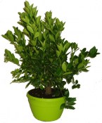 Citrus Calamondin v bonsajové misce (2/2)