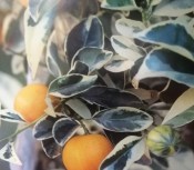 Citrus calamondin variegata - 2 jakost (2/2)