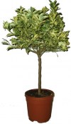 Citrus calamondin variegata - 2 jakost (1/2)