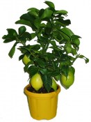 Citrus citronovník Lemon Limon  (2/2)