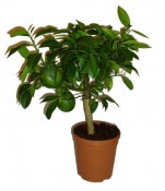 Citrus citronovník Lemon Meyer 