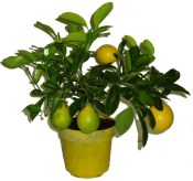 Citrus citronovník Lemon Meyer keř 2. jakost (2/2)