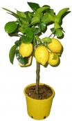 Citrus citronovník Meyer 2 jakost (3/3)
