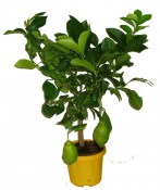 Citrus citronovník Meyer 2 jakost (2/3)