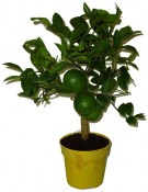 Citrus citronovník Lemon (1/3)