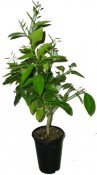 Citrus hystrix DC. - Mauricijská papeda
