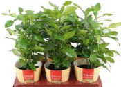 Citrus Hystrix - kafrová limeta