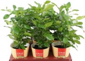 Citrus Hystrix mauricijská papeda - kafrová limeta