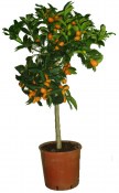 Velký strom Kumquat Fortunela Margarita
