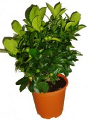 Citrus Calamondin mandarinkovník velký keř 2. jakost (2/2)