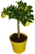 Citrus Limequát - 2.jakost č. 11 12