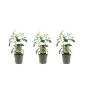 Citrus sinensis orange