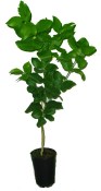 Citrus limon ''DOUX DE MEDITERANEE - Rarita plodů